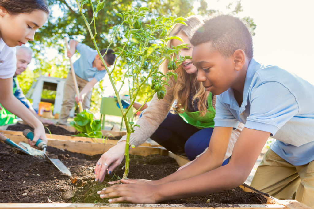 Elementary students and a teacher are working in a school garden, planting vegetables and learning about plant life. 